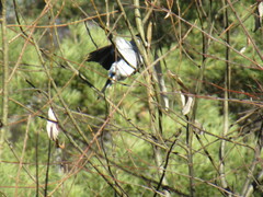 Pyrrhula pyrrhula cineracea