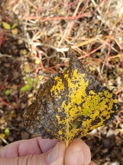 Stigmella trimaculella