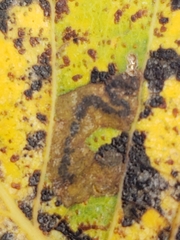 Stigmella trimaculella