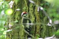 Dendrocopos major pinetorum