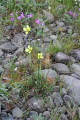 Papaver lapponicum orientale