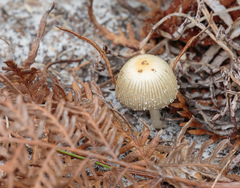 Coprinellus