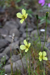 Papaver lapponicum orientale