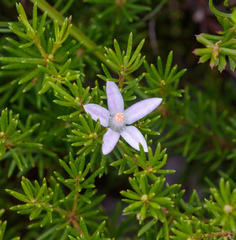 Philotheca salsolifolia