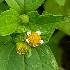 Galinsoga parviflora