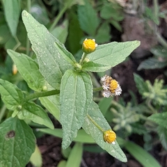 Galinsoga parviflora