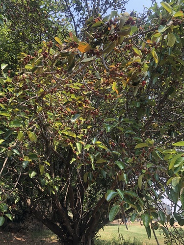 Ficus altissima image