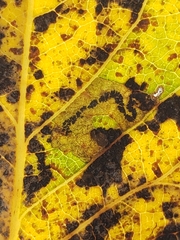 Stigmella trimaculella