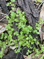 Hydrocotyle foveolata