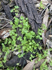 Hydrocotyle foveolata