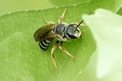 Halictus parallelus