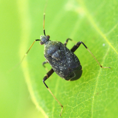 Proboscidocoris varicornis
