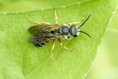 Halictus parallelus