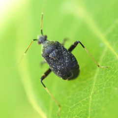 Proboscidocoris varicornis