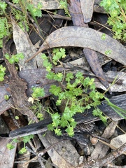 Hydrocotyle foveolata
