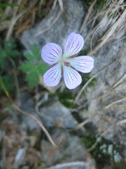 Geranium hayatanum