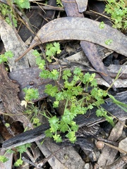Hydrocotyle foveolata