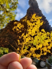 Stigmella trimaculella