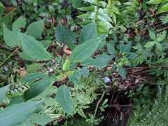 Triadica cochinchinensis