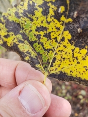 Stigmella trimaculella