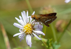 Taractrocera papyria