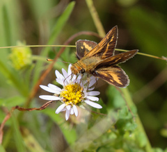 Taractrocera papyria