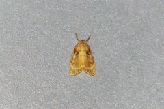 Schistophleps bipuncta