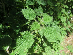 Urtica thunbergiana