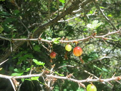 Ribes formosanum