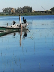 Nannopterum brasilianum