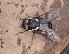 Pangoniinae