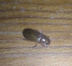 Aphodiini