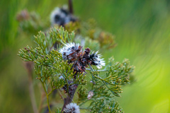 Petrophile canescens