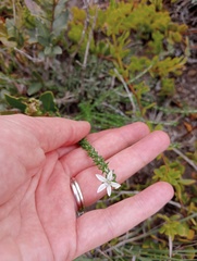 Wahlenbergia tenella
