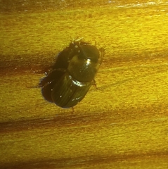 Aphodiini