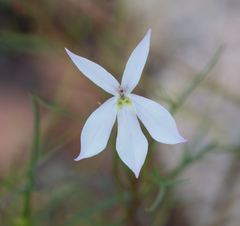 Lithotoma anethifolia