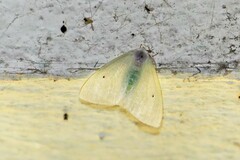 Arctornis marginalis