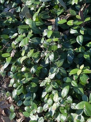 Trachelospermum asiaticum