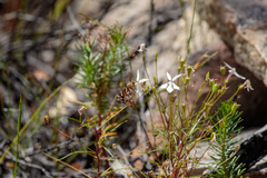 Lithotoma anethifolia