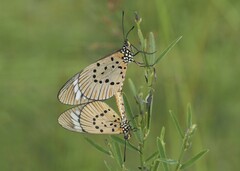 Acraea encedon encedon