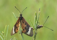 Acraea encedon encedon