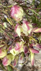 Lechenaultia linarioides