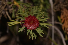 Isopogon asper