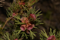 Isopogon asper