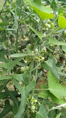 Araujia brachystephana