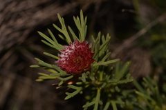 Isopogon asper