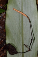 Ophiocordyceps nutans