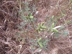Lupinus angustifolius