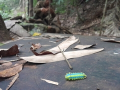 Zygaenoidea