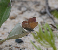 Nacaduba biocellata